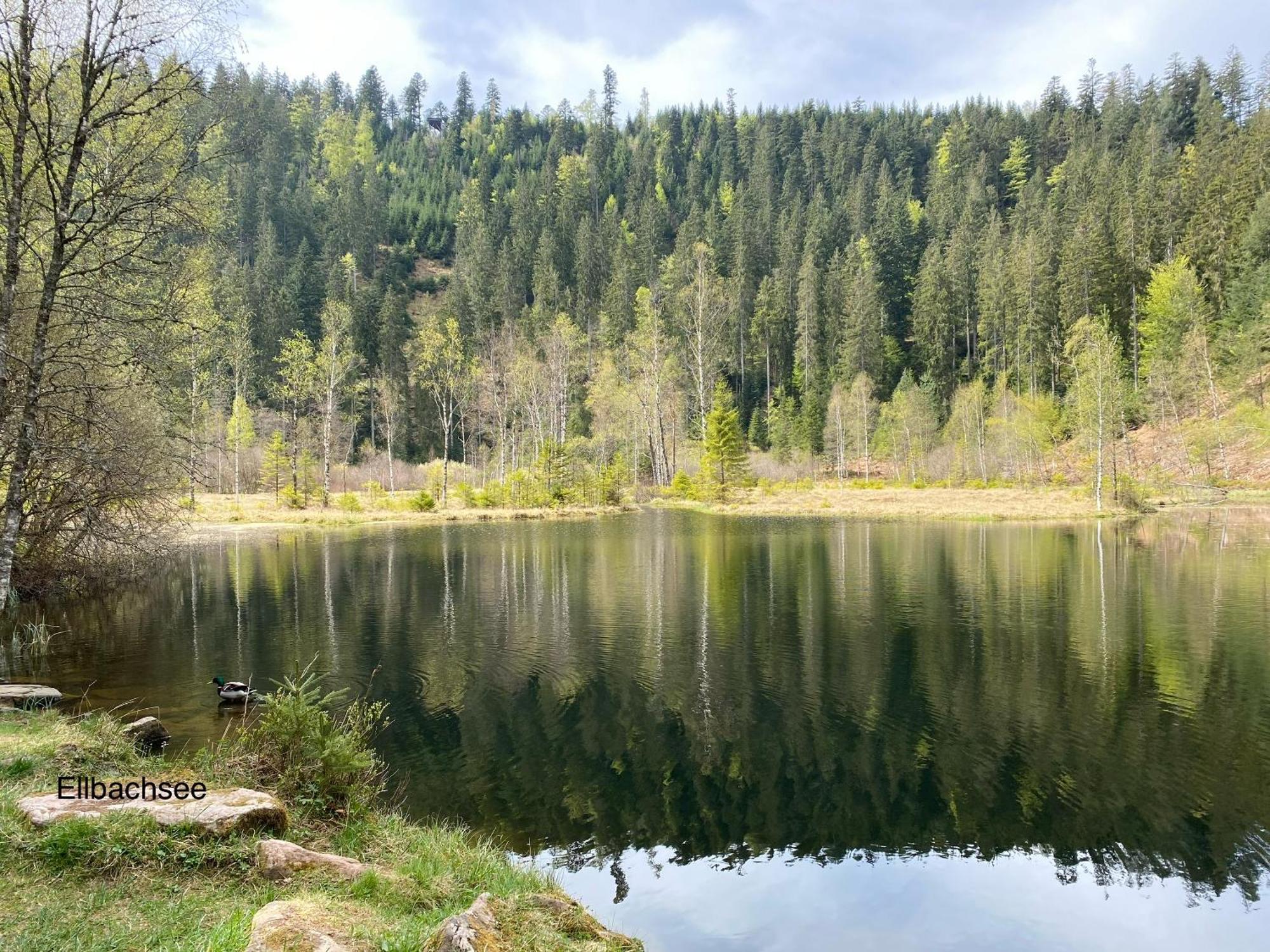 3- 2-1 - Raum - Dieter Hoffmann Freudenstadt-kniebis Beim Nationalpark * Freudenstadt